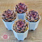 Echeveria 'Purple Rose'