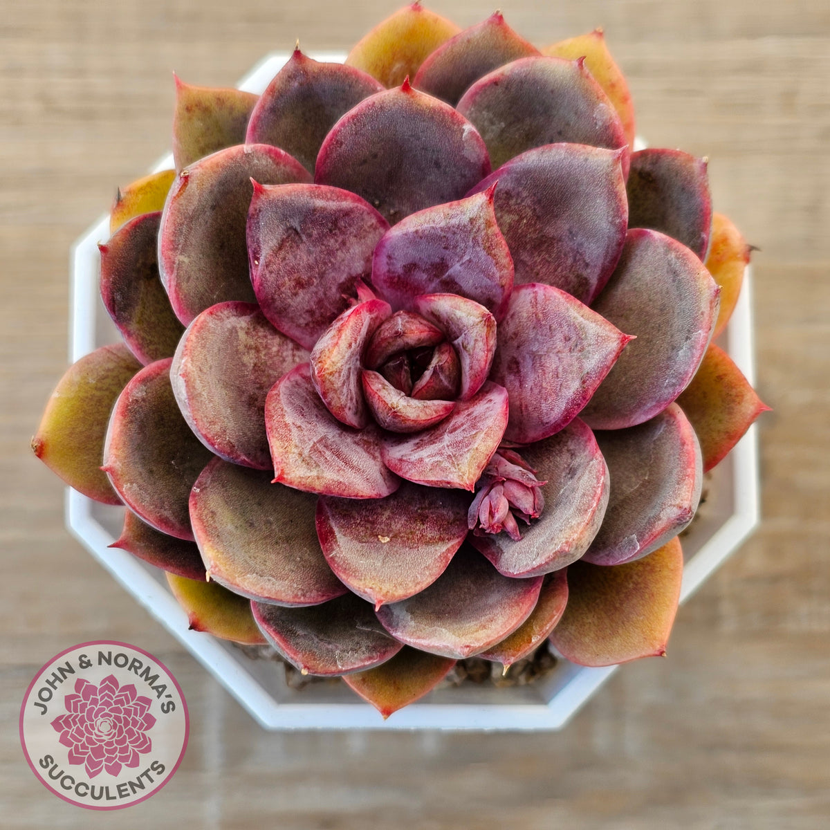 Echeveria 'Purple Rose'