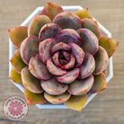 Echeveria 'Purple Rose'