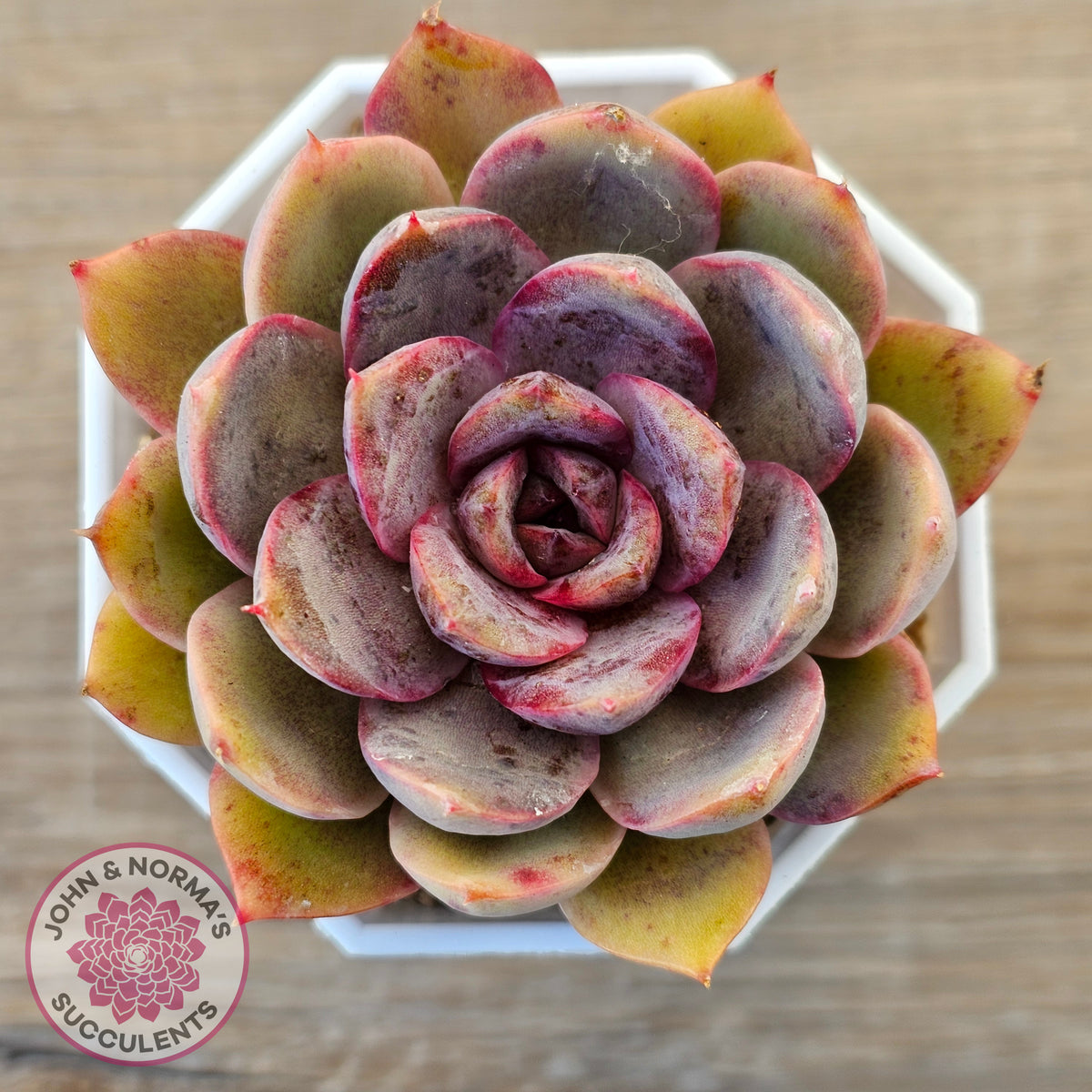 Echeveria 'Purple Rose'