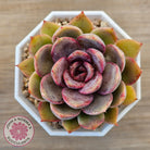 Echeveria 'Purple Rose'