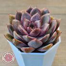 Echeveria 'Purple Rose'