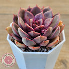Echeveria 'Purple Rose'