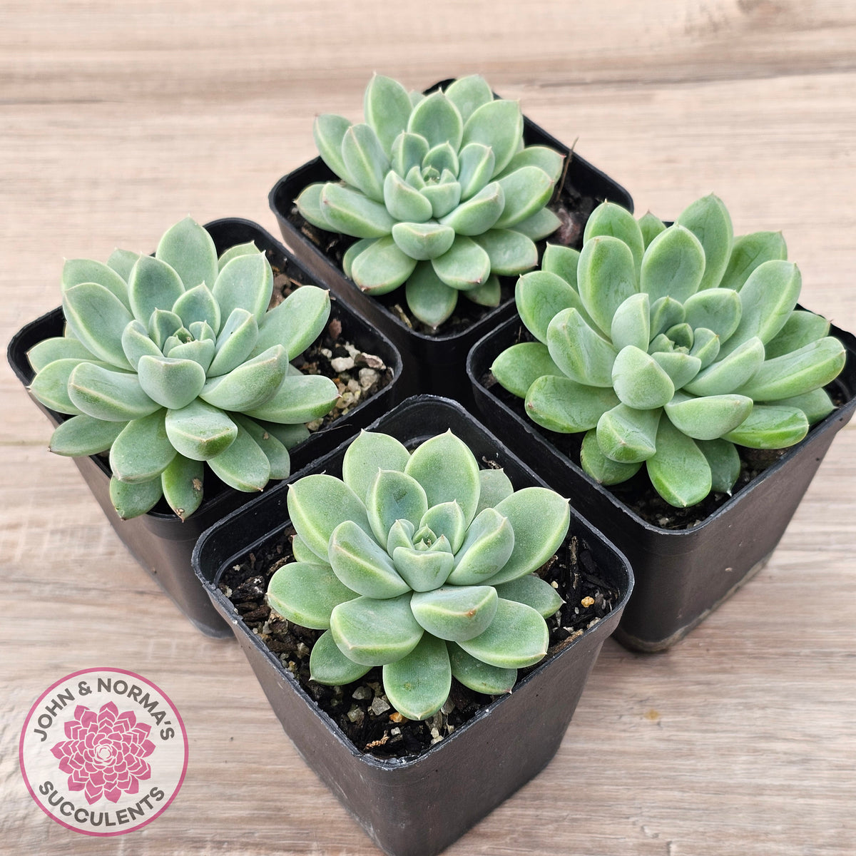 Echeveria Racoon