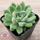 Echeveria Racoon