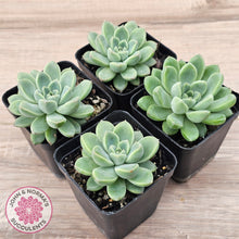 Load image into Gallery viewer, Echeveria Racoon
