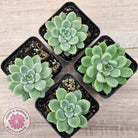 Echeveria Racoon
