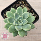 Echeveria Racoon