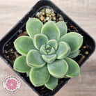 Echeveria Racoon