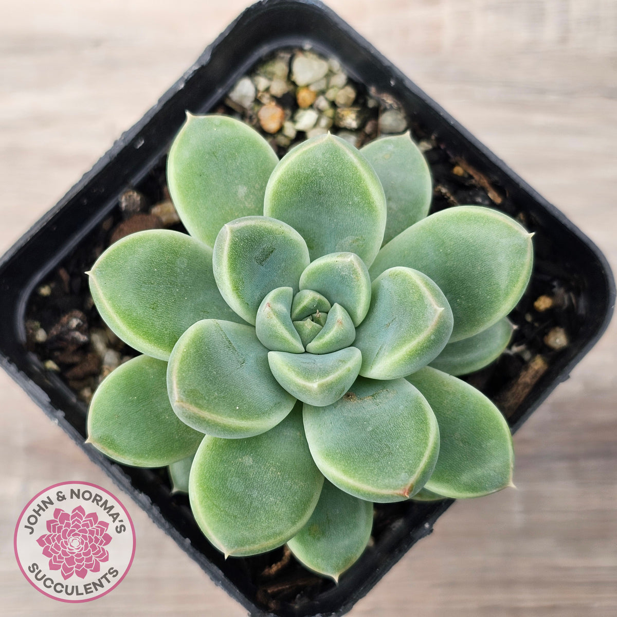 Echeveria Racoon