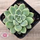 Echeveria Racoon