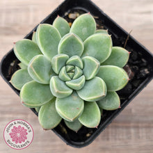 Load image into Gallery viewer, Echeveria Racoon

