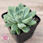 Echeveria Racoon