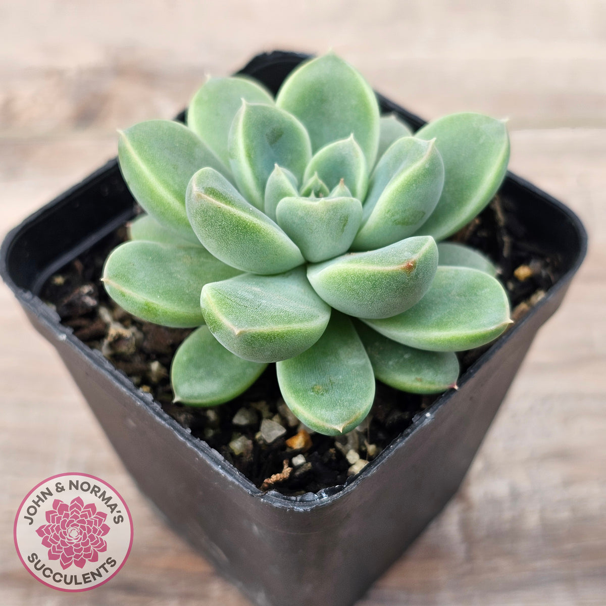 Echeveria Racoon