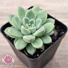 Echeveria Racoon