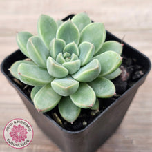 Load image into Gallery viewer, Echeveria Racoon
