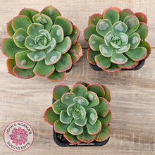 Load image into Gallery viewer, Echeveria 'Rain Drops'
