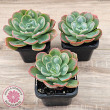 Load image into Gallery viewer, Echeveria 'Rain Drops'
