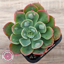 Load image into Gallery viewer, Echeveria 'Rain Drops'
