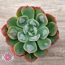 Load image into Gallery viewer, Echeveria 'Rain Drops'
