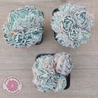Echeveria Raspberry Ice Crested