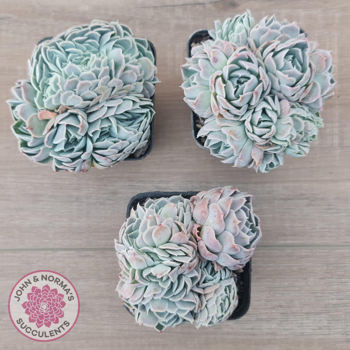 Echeveria Raspberry Ice Crested