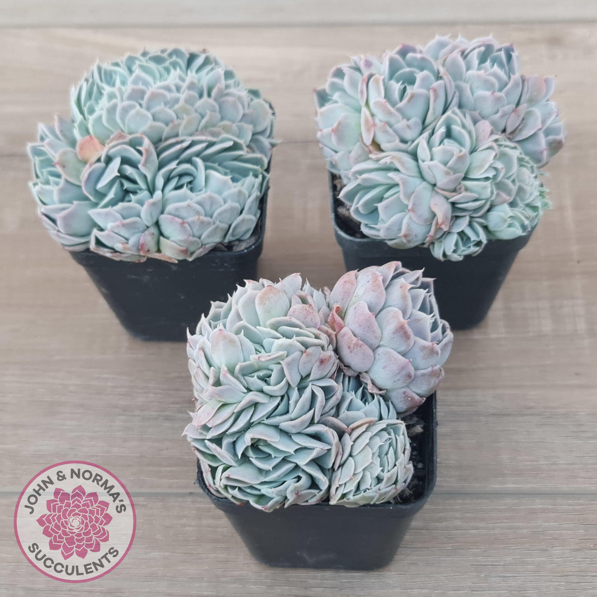 Echeveria Raspberry Ice Crested
