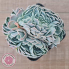 Echeveria Raspberry Ice Crested