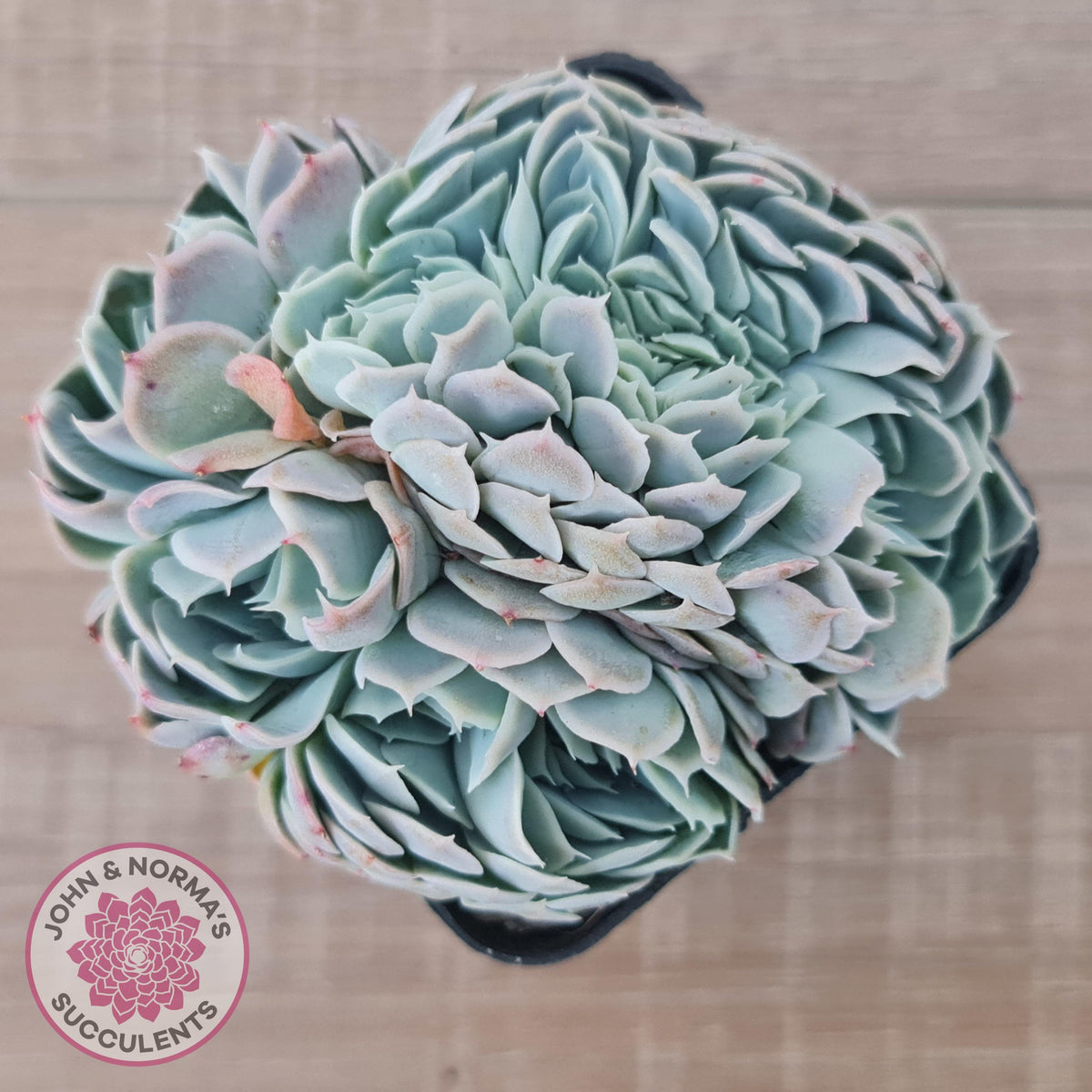 Echeveria Raspberry Ice Crested
