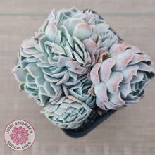 Load image into Gallery viewer, Echeveria Raspberry Ice Crested - John &amp; Norma&#39;s Succulents Australia
