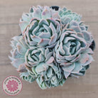Echeveria Raspberry Ice Crested