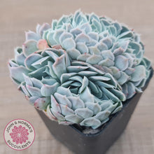 Load image into Gallery viewer, Echeveria Raspberry Ice Crested - John &amp; Norma&#39;s Succulents Australia
