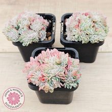 Load image into Gallery viewer, Echeveria Raspberry Ice Crested
