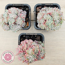 Load image into Gallery viewer, Echeveria Raspberry Ice Crested
