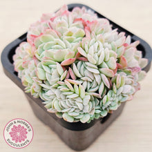 Load image into Gallery viewer, Echeveria Raspberry Ice Crested
