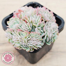 Load image into Gallery viewer, Echeveria Raspberry Ice Crested
