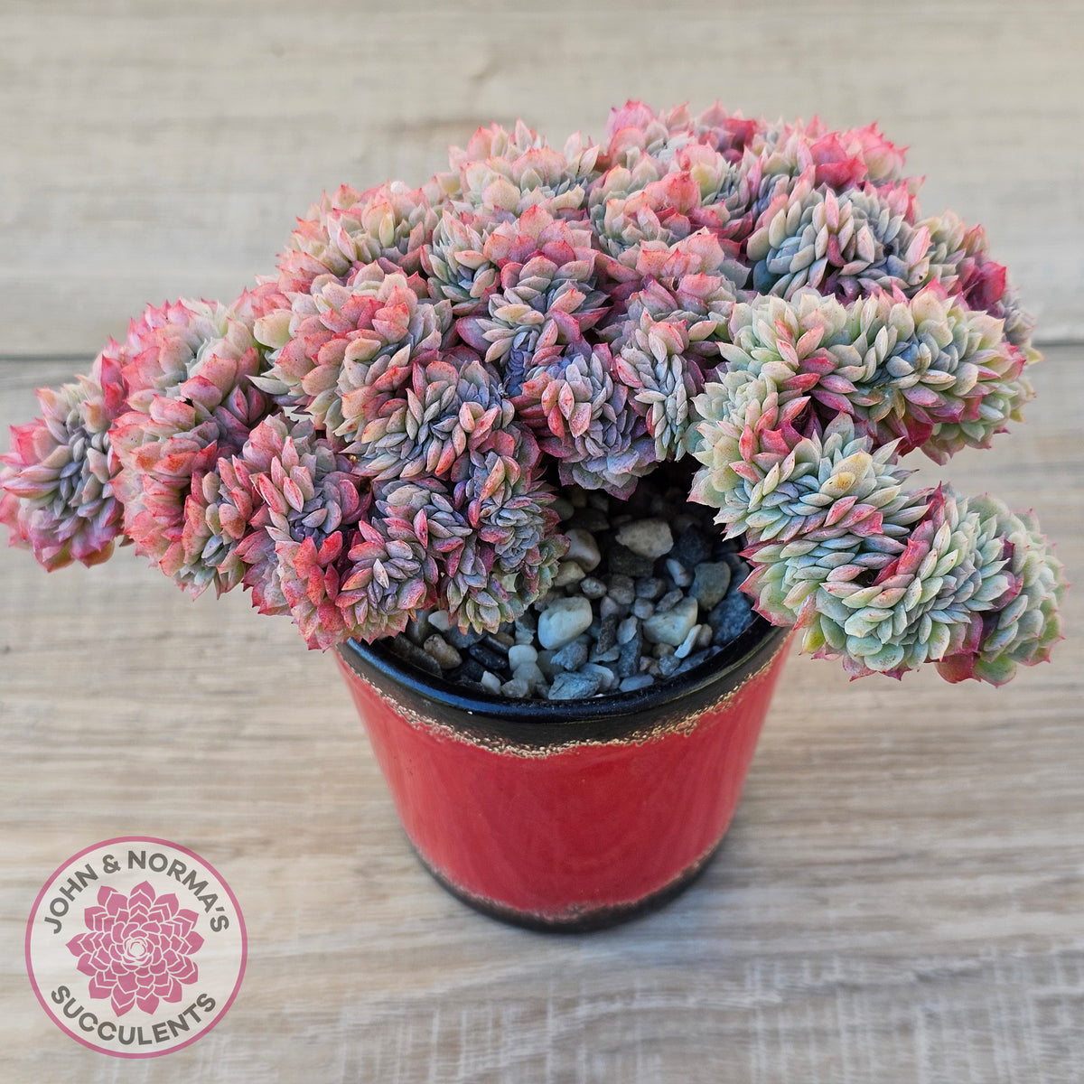 Echeveria Raspberry Ice Crested