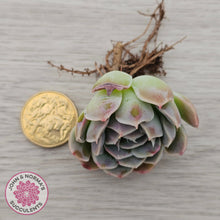 Load image into Gallery viewer, Echeveria 'Raspberry Ice' - Cutting
