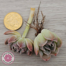 Load image into Gallery viewer, Echeveria 'Raspberry Ice' - Cutting
