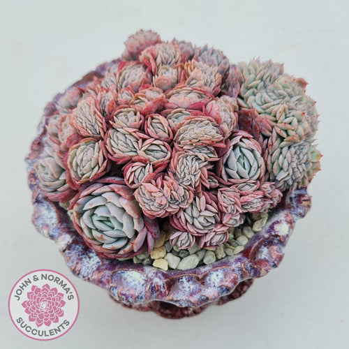 Echeveria Raspberry Ice Crested - John & Norma's Succulents Australia