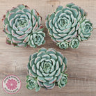 Echeveria 'Raspberry Ice' (w pups)