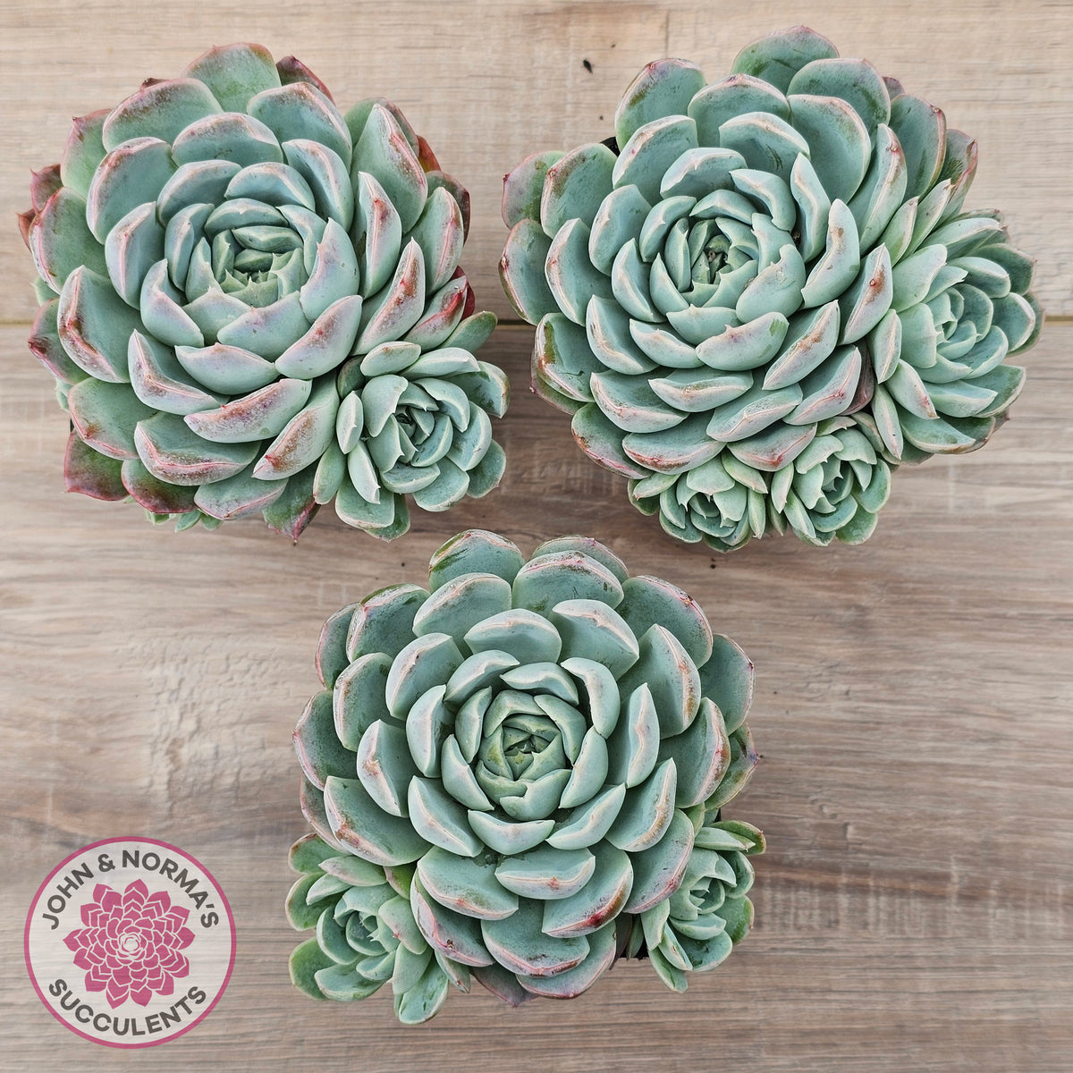 Echeveria 'Raspberry Ice' (w pups)