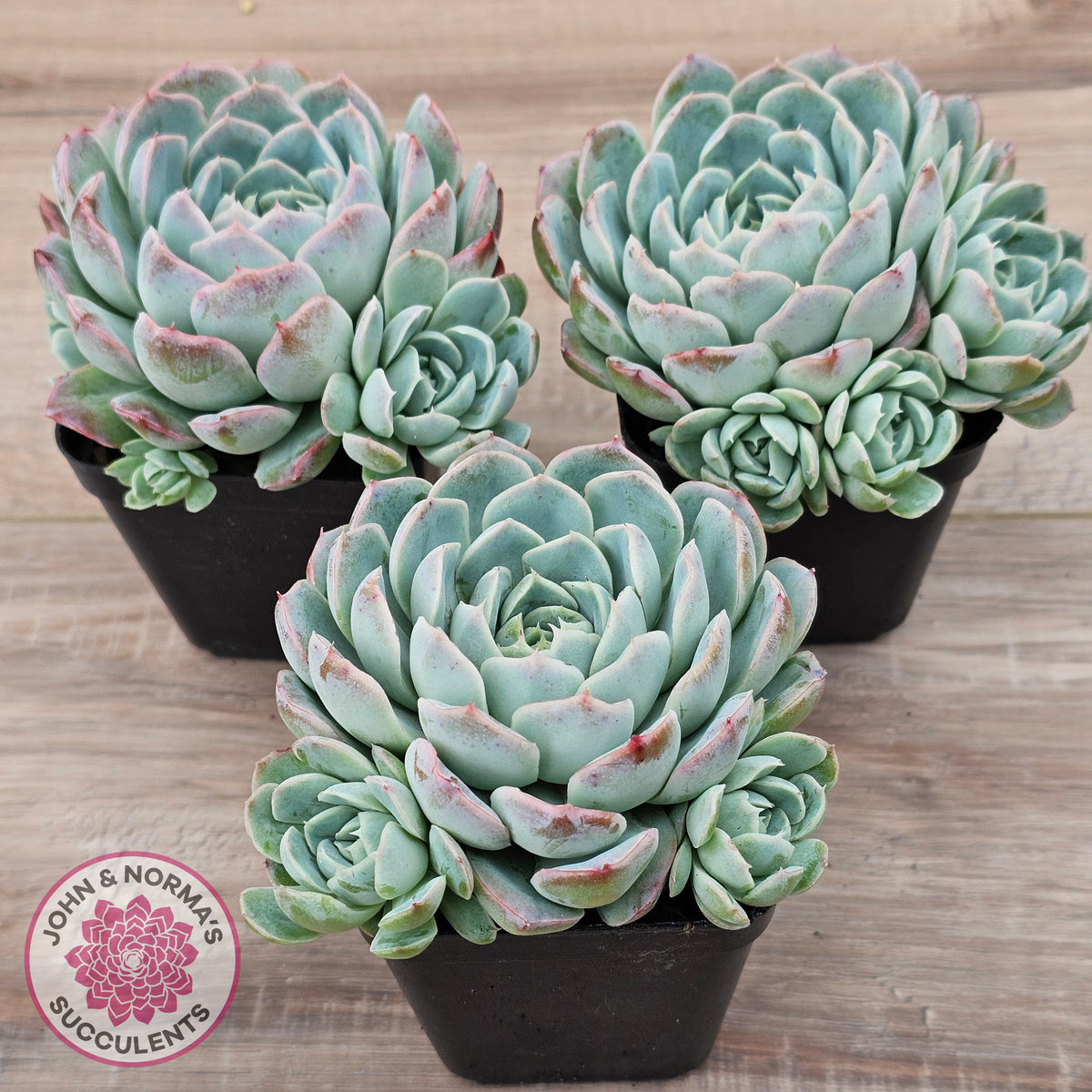 Echeveria 'Raspberry Ice' (w pups)