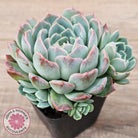 Echeveria 'Raspberry Ice' (w pups)