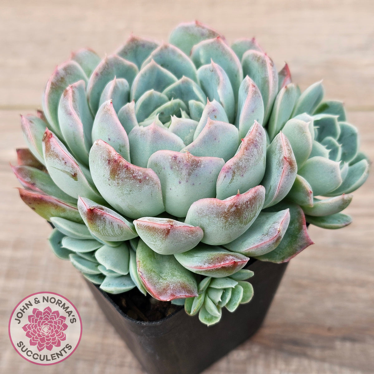 Echeveria 'Raspberry Ice' (w pups)