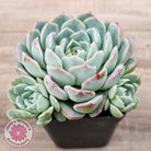 Echeveria 'Raspberry Ice' (w pups)