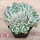 Echeveria 'Raspberry Ice' (w pups)
