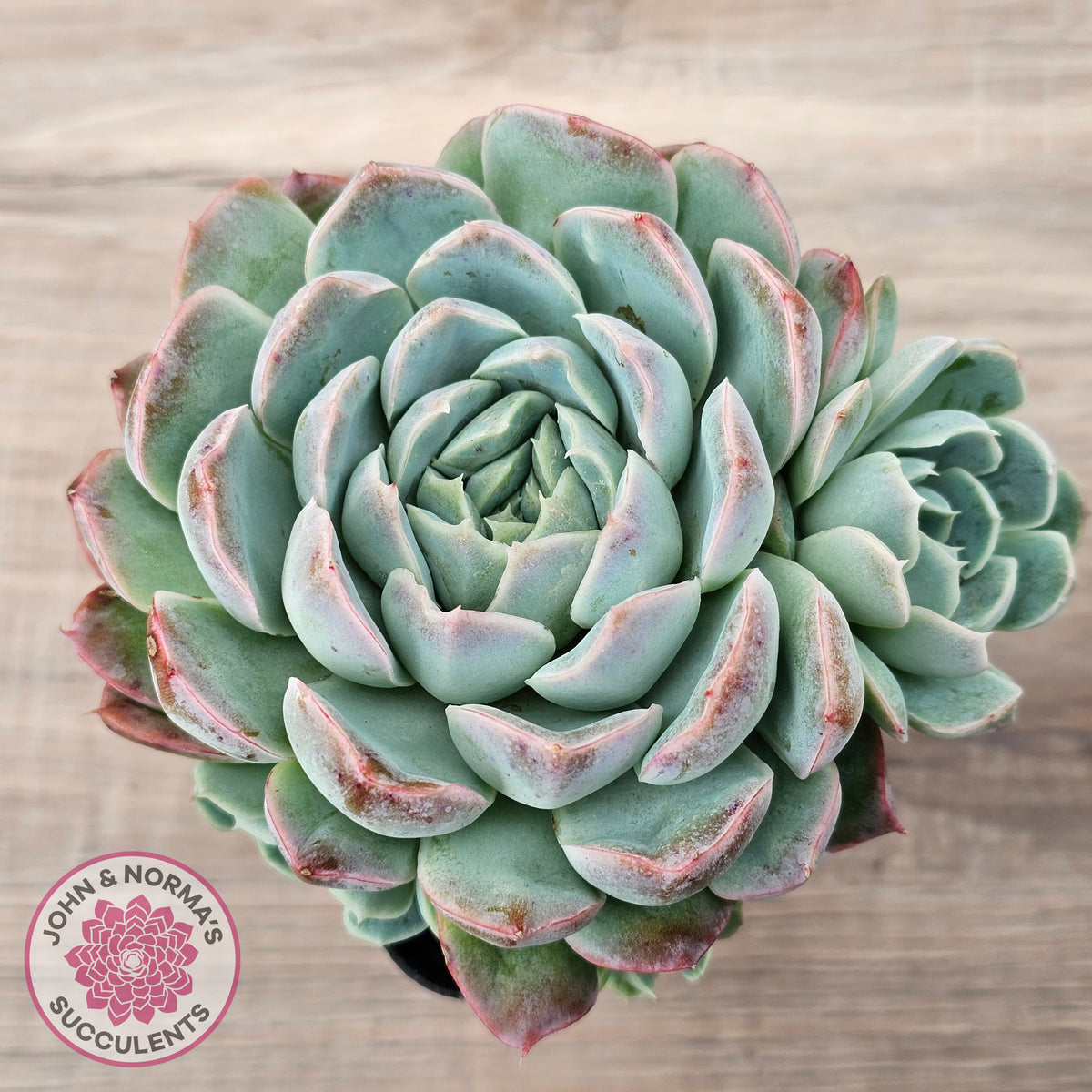 Echeveria 'Raspberry Ice' (w pups)