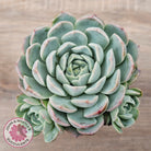 Echeveria 'Raspberry Ice' (w pups)