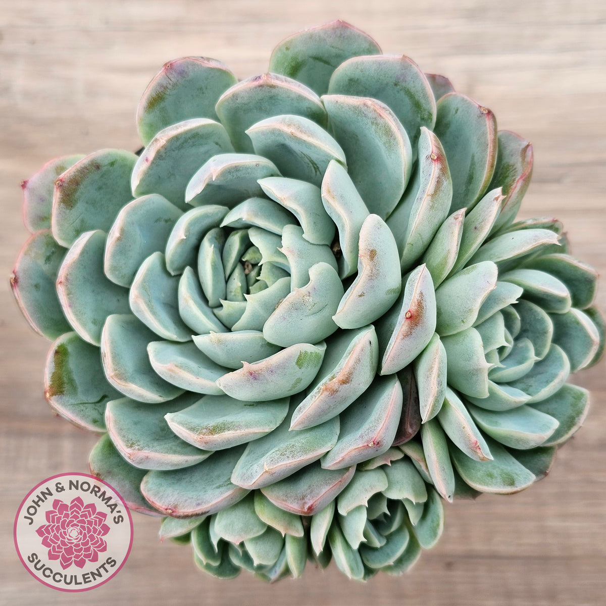 Echeveria 'Raspberry Ice' (w pups)